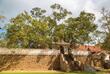 Bodhi Baum