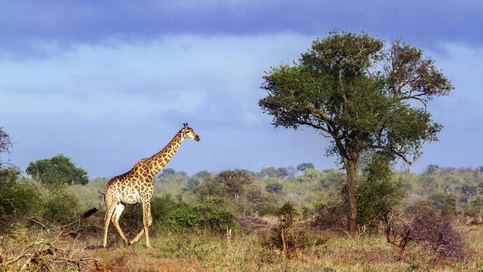 Giraffe