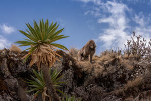 Affe im Simien-Gebirge