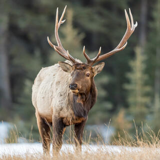 Elch im Banff National Park