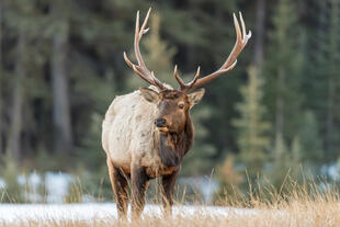 Elch im Banff National Park