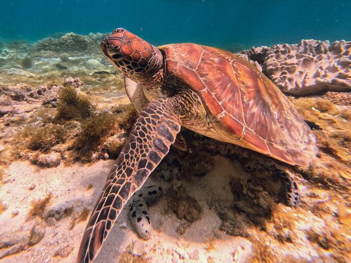 Marine Sanctuary 