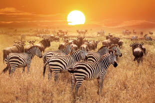 Zebras im Sonnenuntergang