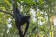 Affe in Puerto Maldonado