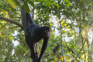 Affe in Puerto Maldonado 