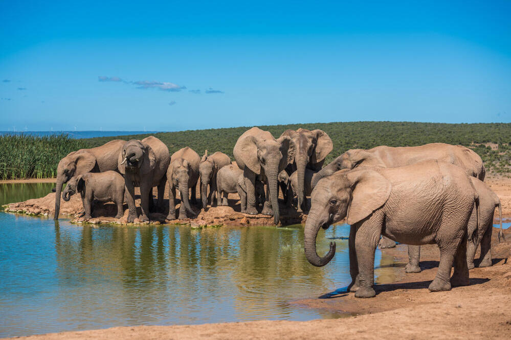 Elefanten im Addo Elephant Nationalpark
