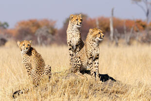 Leoparden im Hwange-Nationalpark