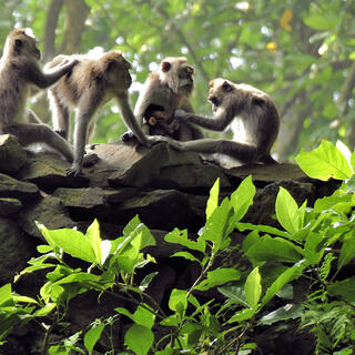 Affenwald Ubud