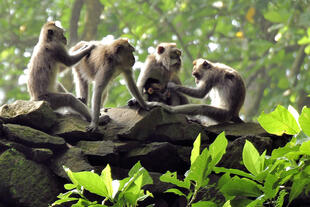 Affenwald Ubud