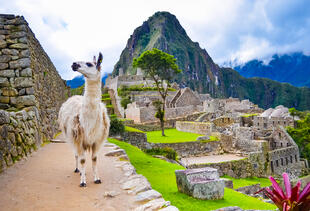 Lama am Machu Picchu 