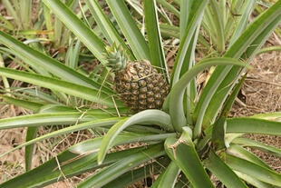 Ananaspflanze