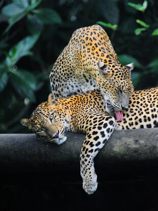 Leoparden im Yala Nationalpark