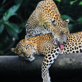 Leoparden im Yala Nationalpark