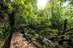 Levada dos Cedros