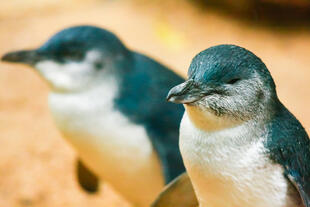 Pinguine auf der Philipp Island