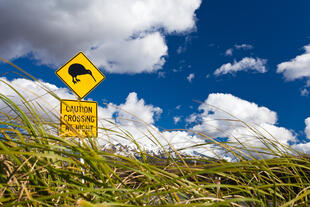 Kiwi Crossing 
