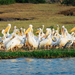 Pelikane am Kazinga Kanal