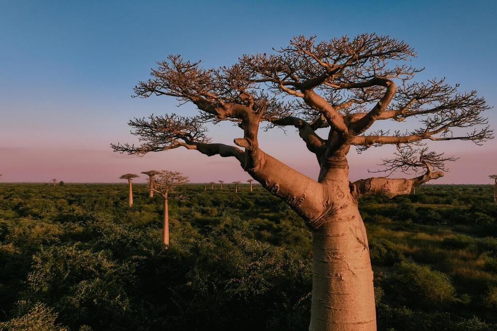 Boabab Baum