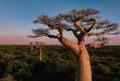 Boabab Baum
