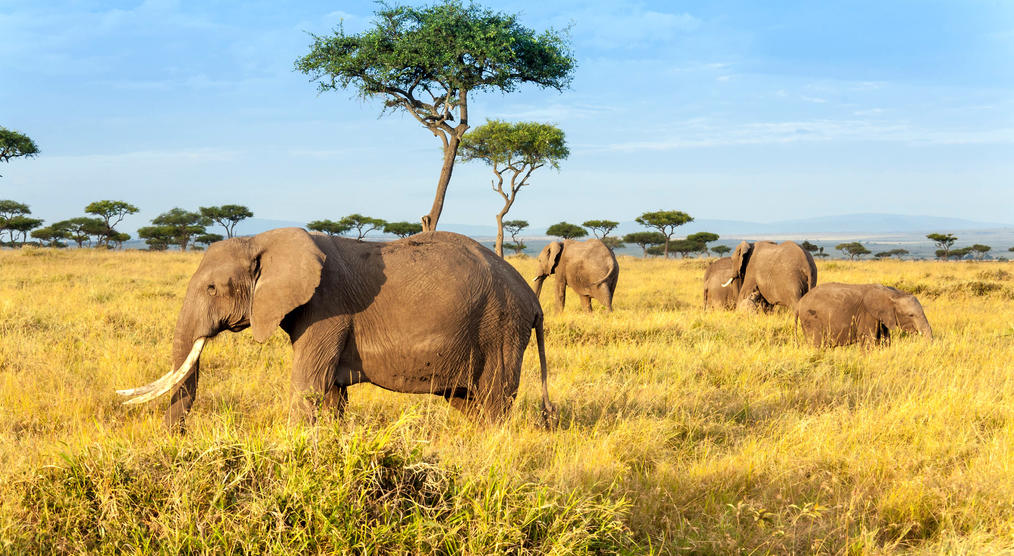 Elefant in Savanne