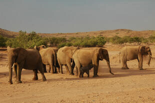 Elefanten in einem der Nationalparks
