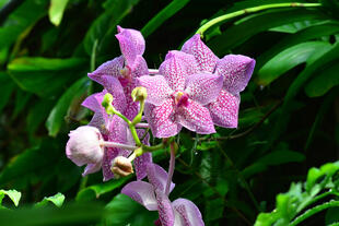 Orchidee im Gartan La Mortella
