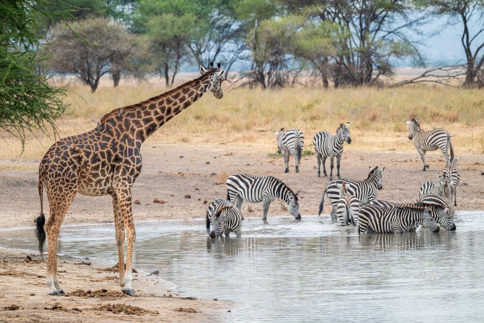 Zebras und Giraffen im Tarangire Nationalpark