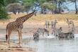 Zebras und Giraffen im Tarangire Nationalpark