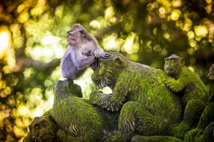 Affe im Affenwald auf Bali