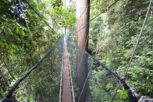 Canopy Walk Kinabalu