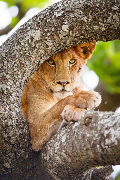 Löwe