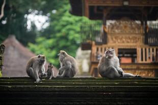 Affenwald in Ubud