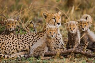 Leopardenfamilie im Serengeti Naturpark