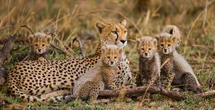 Leopardenfamilie im Serengeti Naturpark