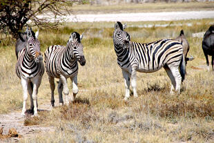 Zebras im Etosha-Nationalpark