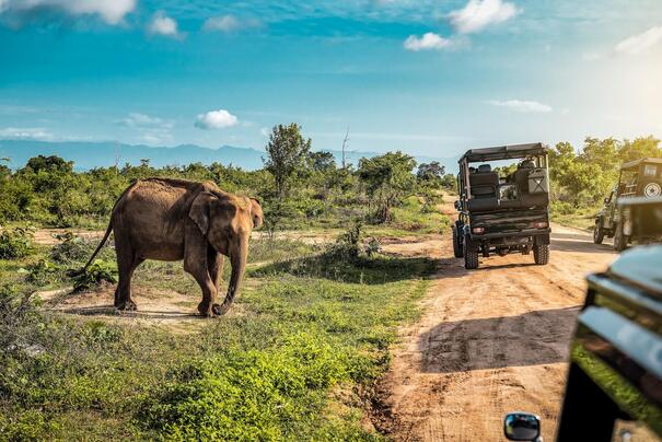 Beobachtung eines Elefanten bei einer Sri Lanka Rundreise