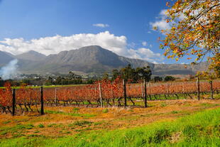 Weinreben von Franschoek