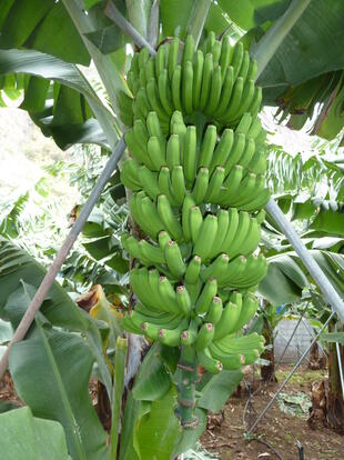 Bananenplantage in Madalena do Mar 