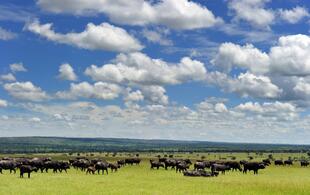 Bueffel in der Weiter der Masai Mara 