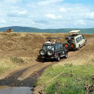 Ein Löwe beobachtet die Safari-Jeeps.