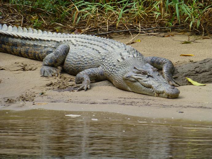 Krokodil im Daintree Rainforest 