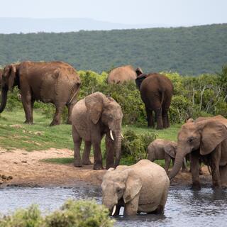 Addo Elephant Park