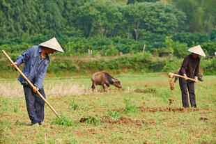 Chinesen bei der Farmarbeit