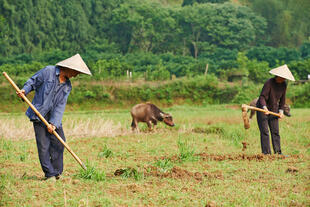Chinesen bei der Farmarbeit