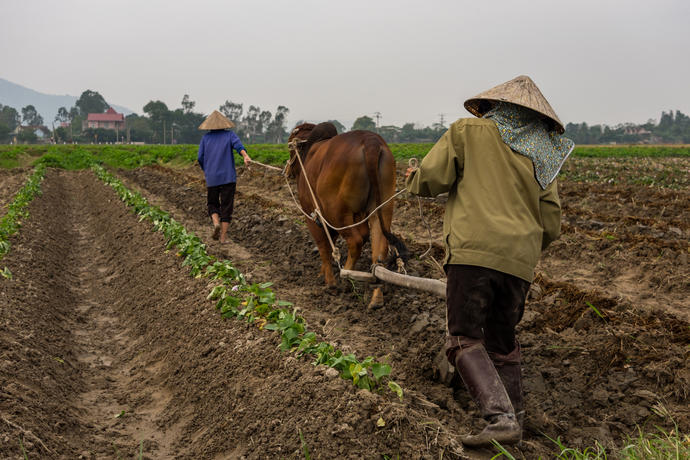 Farmer Vietnam