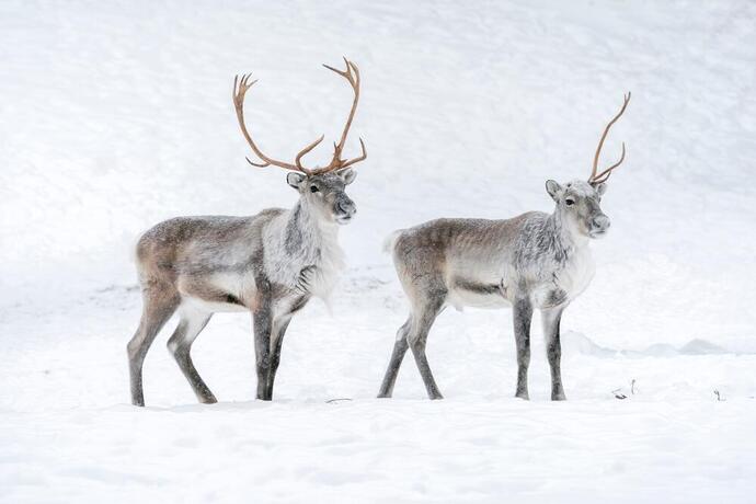 Rentiere in der Winterlandschaft Lapplands