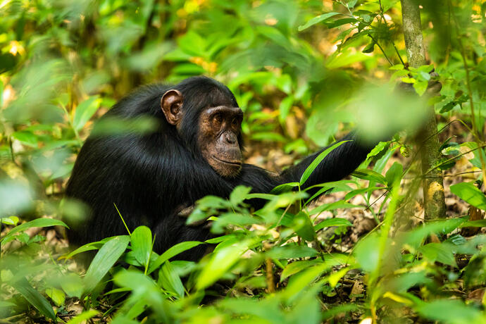 Schimpanse Kibale Nationalpark
