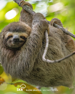 Costa Rica: Faultier