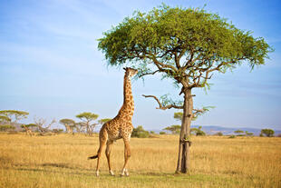 Giraffe im Grumeti Hills Concession