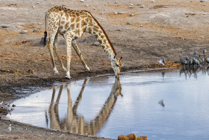 Giraffe in Etosha Nationalpark